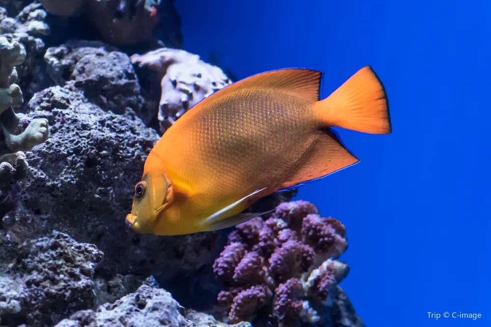 2_Aquarium of the Pacific