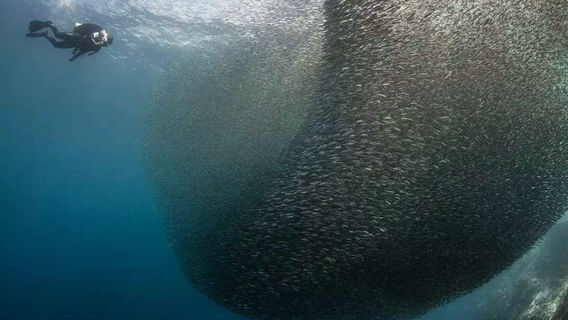 DumagueteTour Trong Ngày