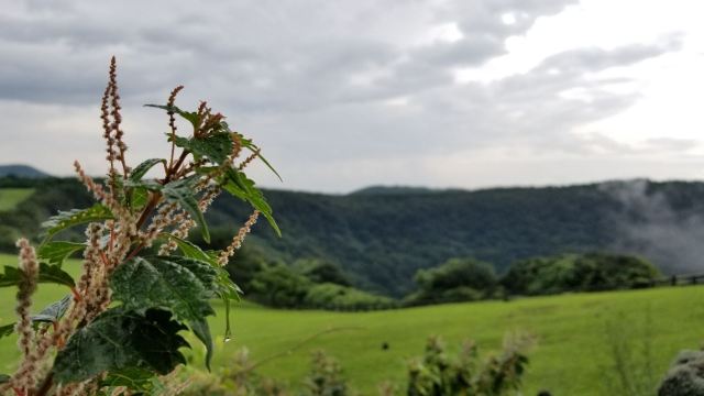 山君不離