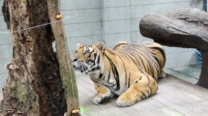 4_清邁老虎園