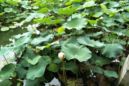 Dicos (deyangnanjie)