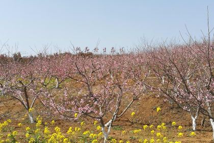 Banqiushan Western Restaurant (wo'ermawushang)