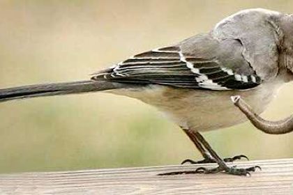 德克士(兴盛店)