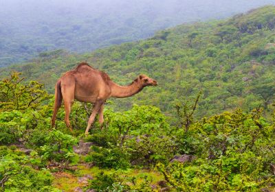 Dhofar