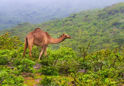 Dhofar
