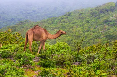 Dhofar
