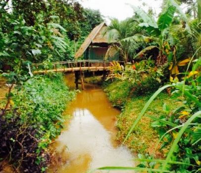Coffee Plantation
