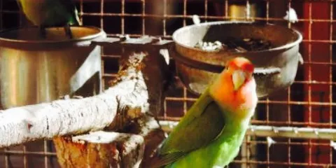 Vlooi's Nest at The Place