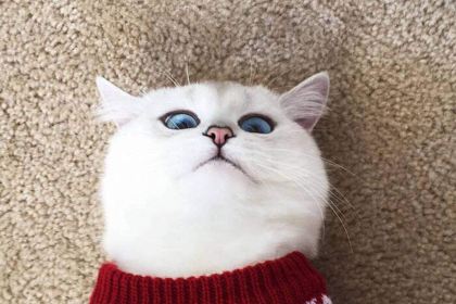 ZHENG XIN JI PAI DING FU DIAN