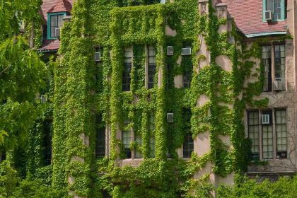 Gabugabu (zhangjiakoushangfengguoji)