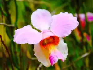 Orquidario