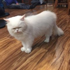Cat 'n' A Cup Cat Cafe張用戶圖片