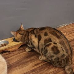 Cat 'n' A Cup Cat Cafe張用戶圖片