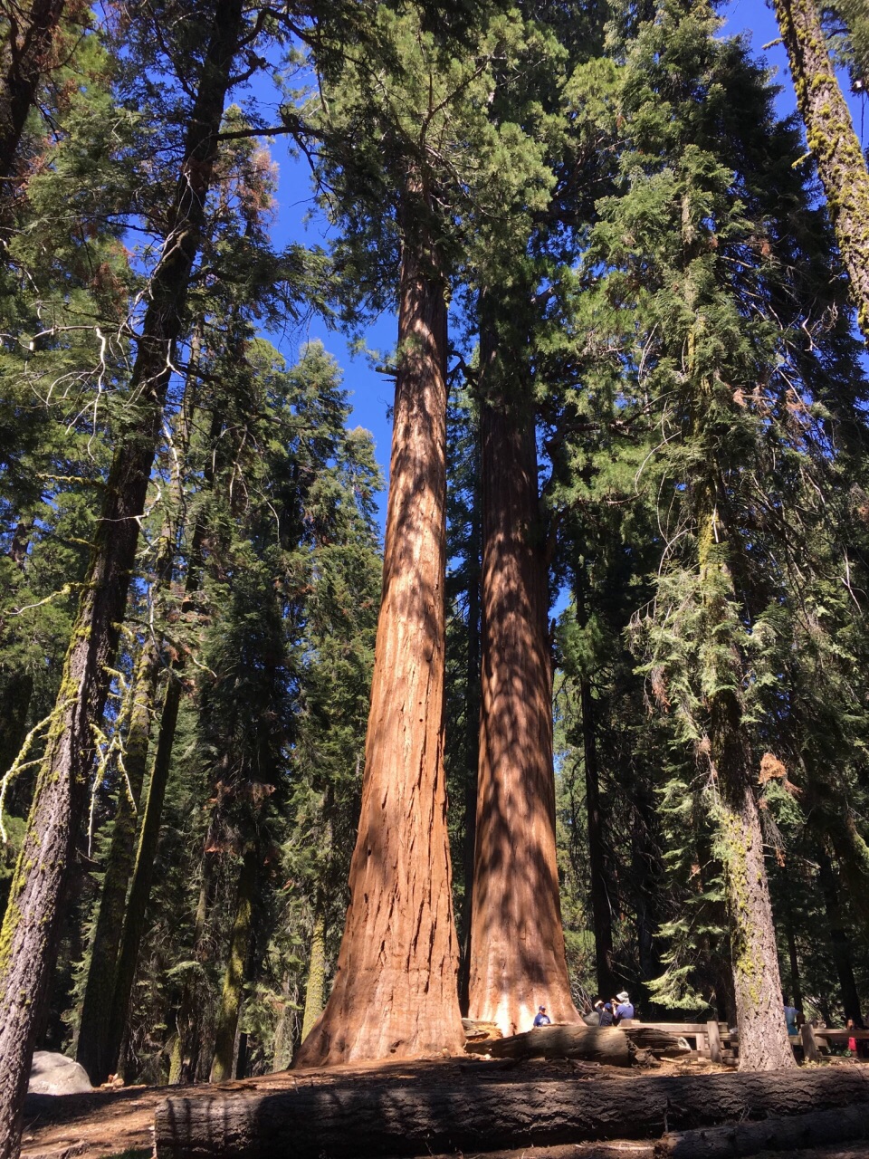 Sequoia National Park シャーマン将軍の木 評判 案内 トリップドットコム