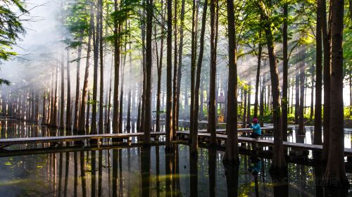 李中水上森林公園