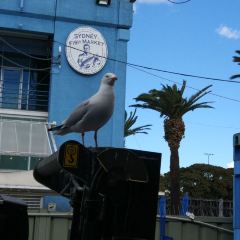 Peters Fish Market 여행 사진