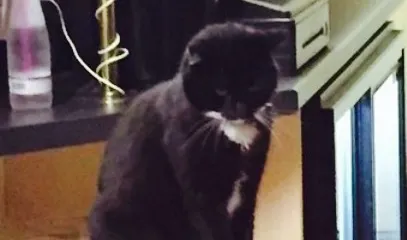 The Oddfellows Arms Gorleston