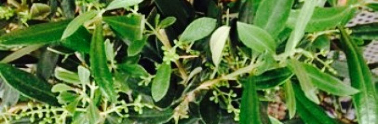 Stretto Espresso Bar