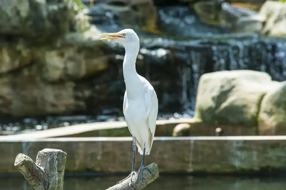 5_KL Bird Park