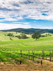 Barossa valley Estate Winery