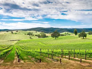 Barossa Valley Estate Winery & Cellar Door