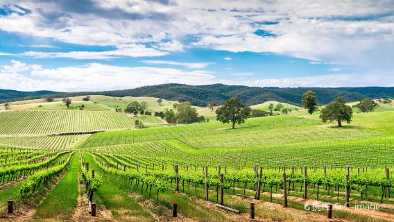 Barossa Valley Estate Winery & Cellar Door