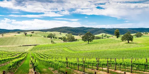 芭蘿莎山谷酒莊