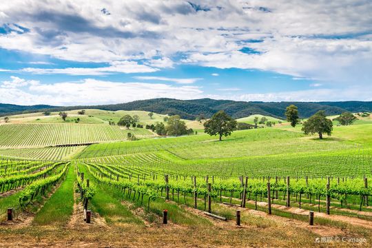 Barossa Valley Estate Winery & Cellar Door