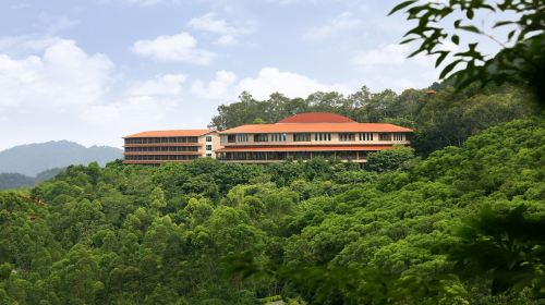 Yannanfei Tea Fields