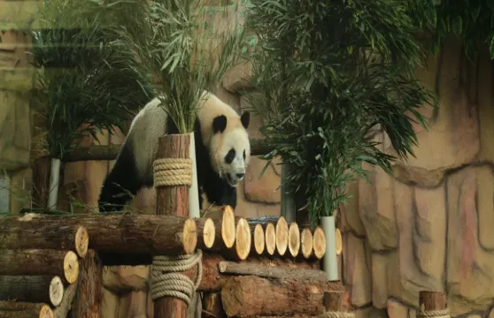 泉州海絲野生動物世界門票家庭(2位成人+1位小童)