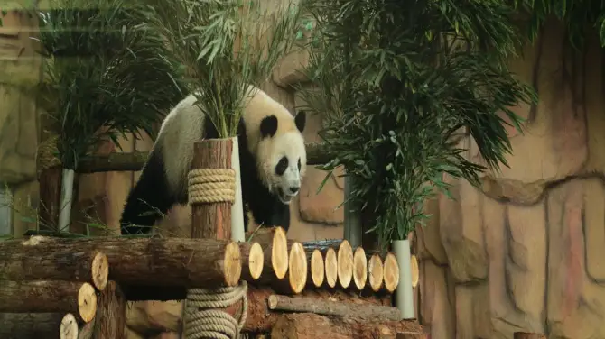3_泉州海絲野生動物世界