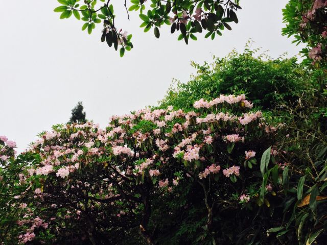 화딩 국가산림공원