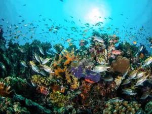Diving in Lombok