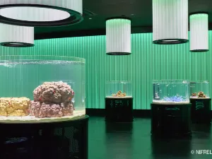 水生美世界NIFREL