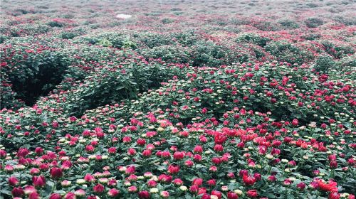 Linxiang Chrysanthemum Expo Park