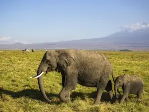 オブザベーションヒル