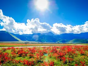 Xiaozhongdian Flower Sea