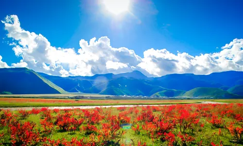 Xiaozhongdian Flower Sea