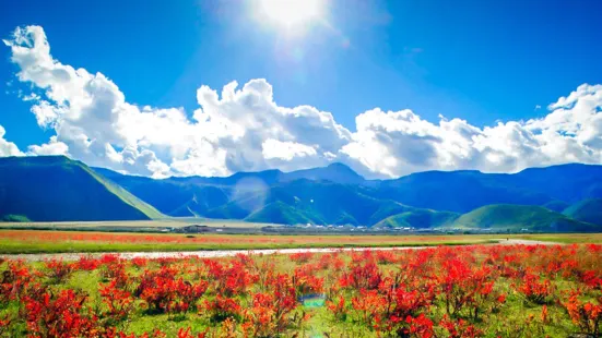 Xiaozhongdian Flower Sea