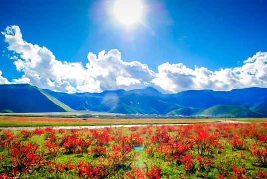 Xiaozhongdian Flower Sea