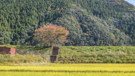 和歌山市日遊