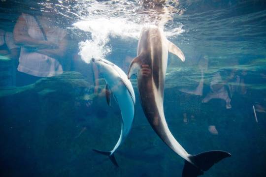 大阪海遊館+大阪樂高探索中心+天保山摩天輪+大阪水上巴士Aqua Liner一日遊