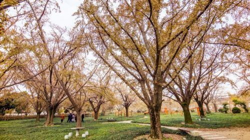 Ancient Ginkgo Forest Park