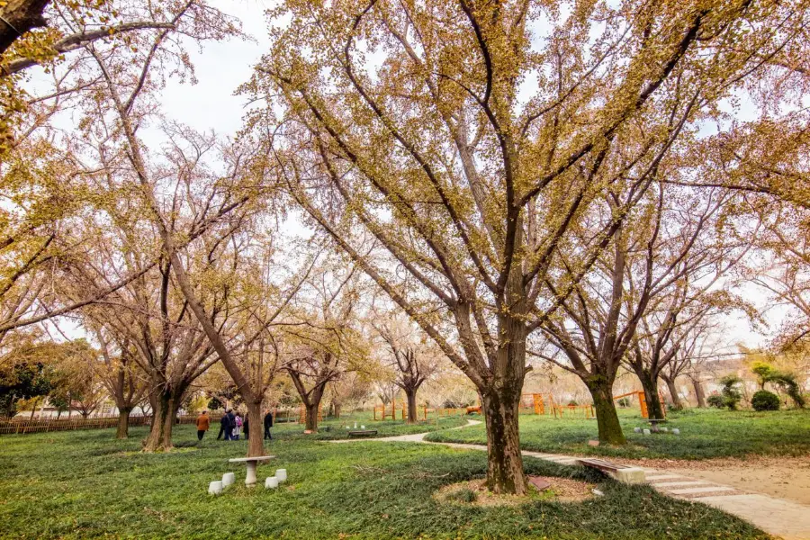 Ancient Ginkgo Forest Park