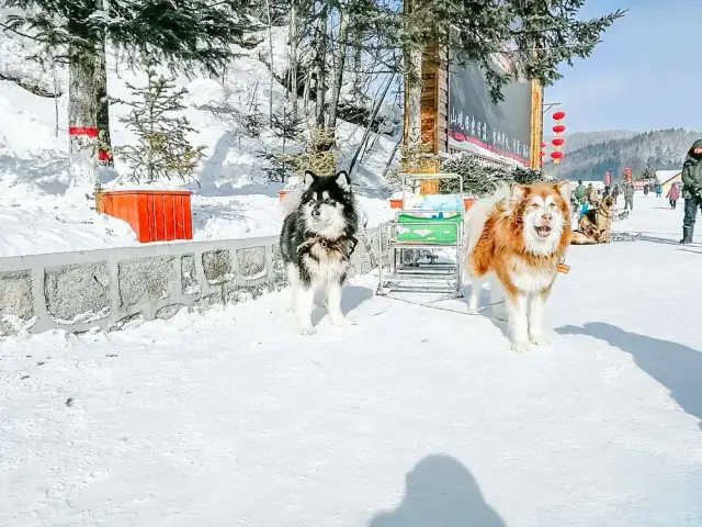 Snow Sledding in Hailin