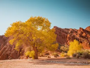 Popular Fall Viewing Attractions in Kuqa