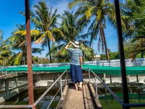 Battambang Crocodile Farm