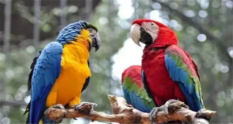 Hotel in zona Changle Bird Singing Woods