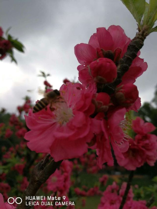Nanguo Peach Garden