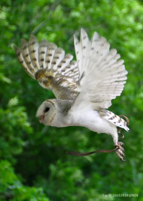 4_Lone Pine Koala Sanctuary